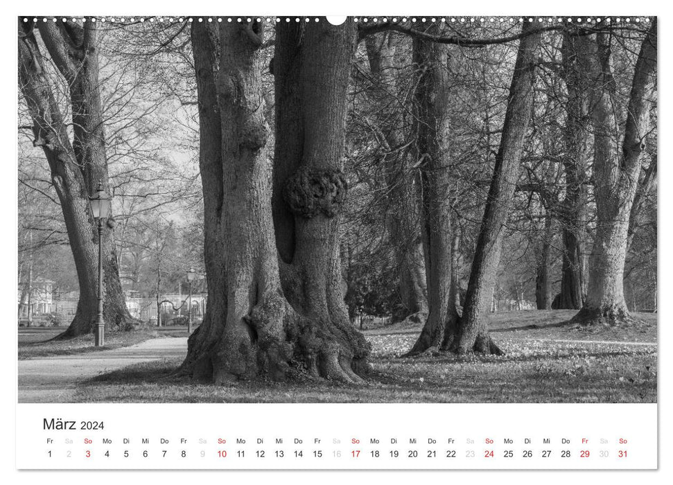 Bäume - Naturschönheiten in schwarz-weiß (CALVENDO Wandkalender 2024)