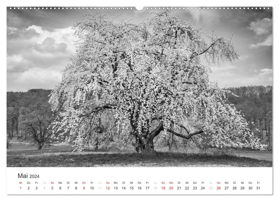 Bäume - Naturschönheiten in schwarz-weiß (CALVENDO Wandkalender 2024)