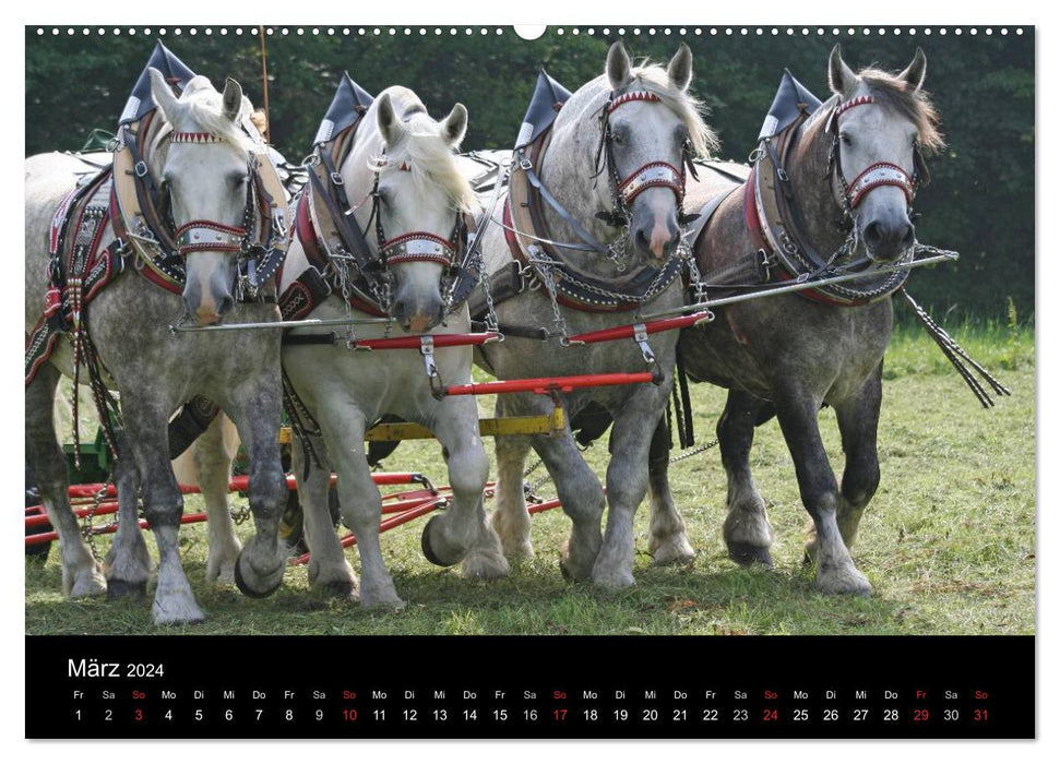 Starke Pferde bei der Arbeit (CALVENDO Wandkalender 2024)