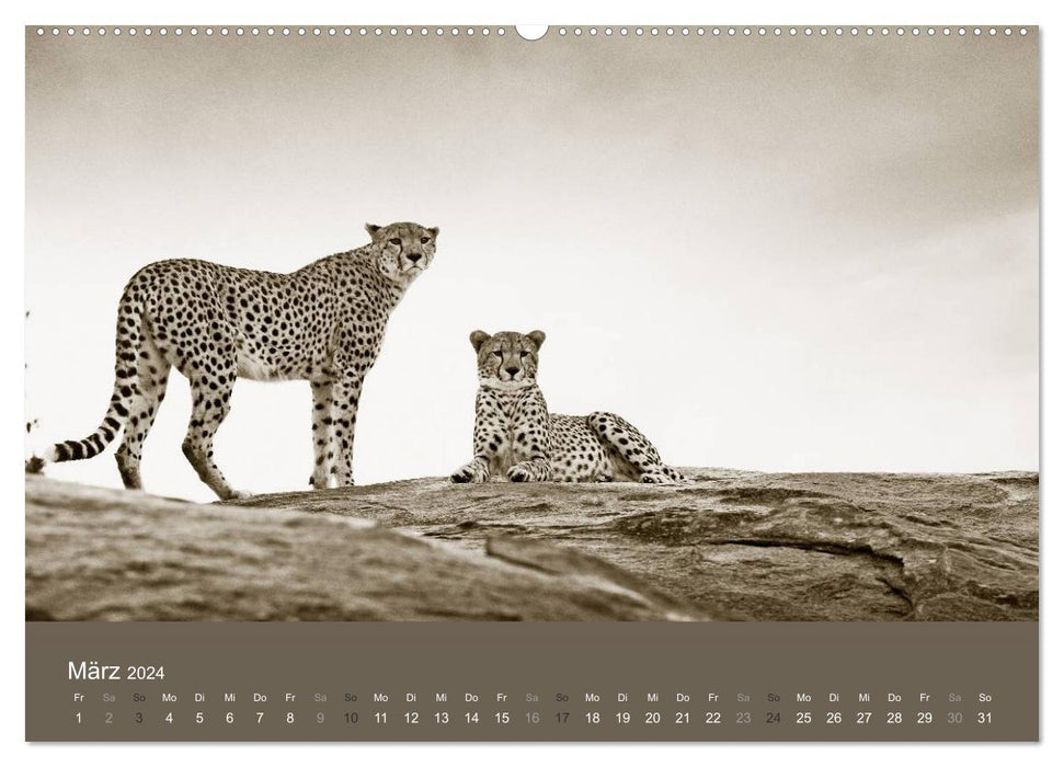 Wildes Afrika (CALVENDO Premium Wandkalender 2024)
