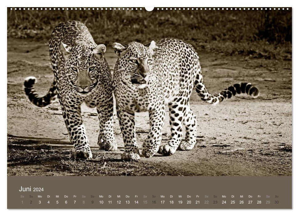 Wildes Afrika (CALVENDO Premium Wandkalender 2024)