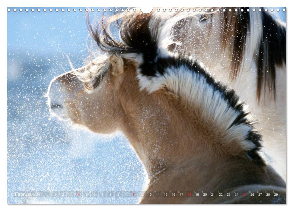 Fjordpferde - Norweger (CALVENDO Wandkalender 2024)