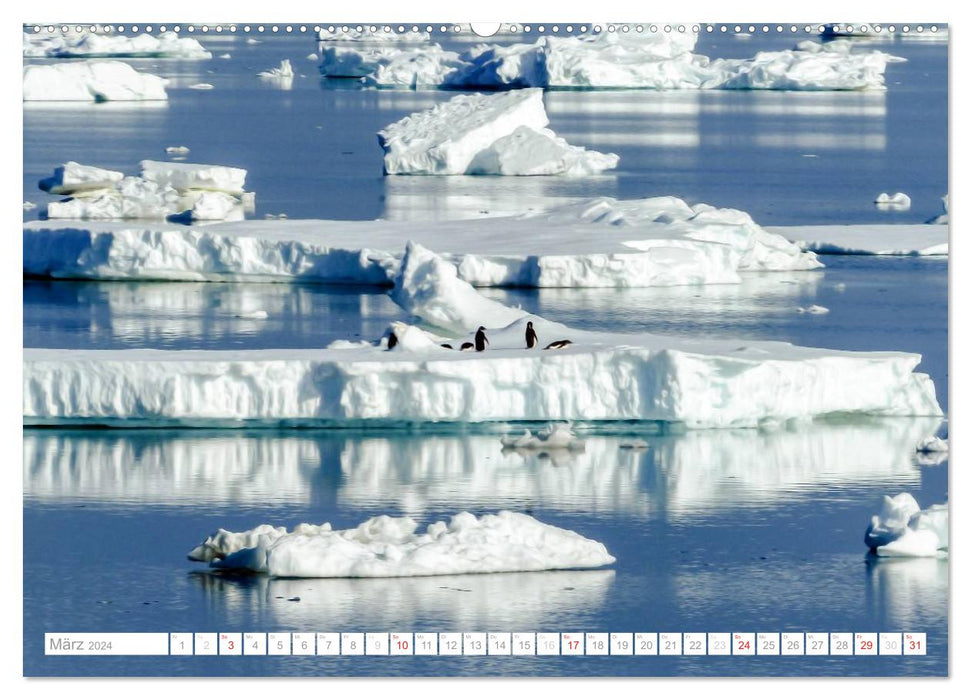 Antarktis - Das Reich der Pinguine (CALVENDO Premium Wandkalender 2024)