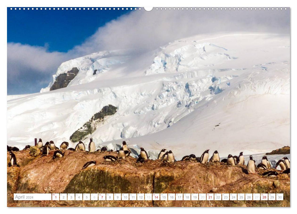 Antarktis - Das Reich der Pinguine (CALVENDO Premium Wandkalender 2024)