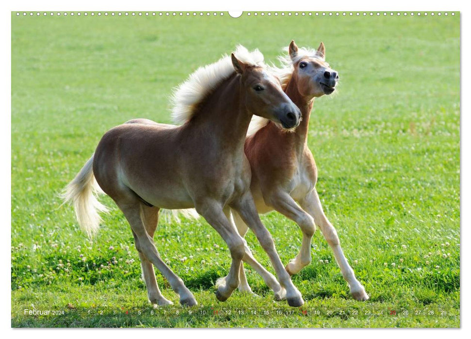 Haflinger Schönheiten (CALVENDO Wandkalender 2024)