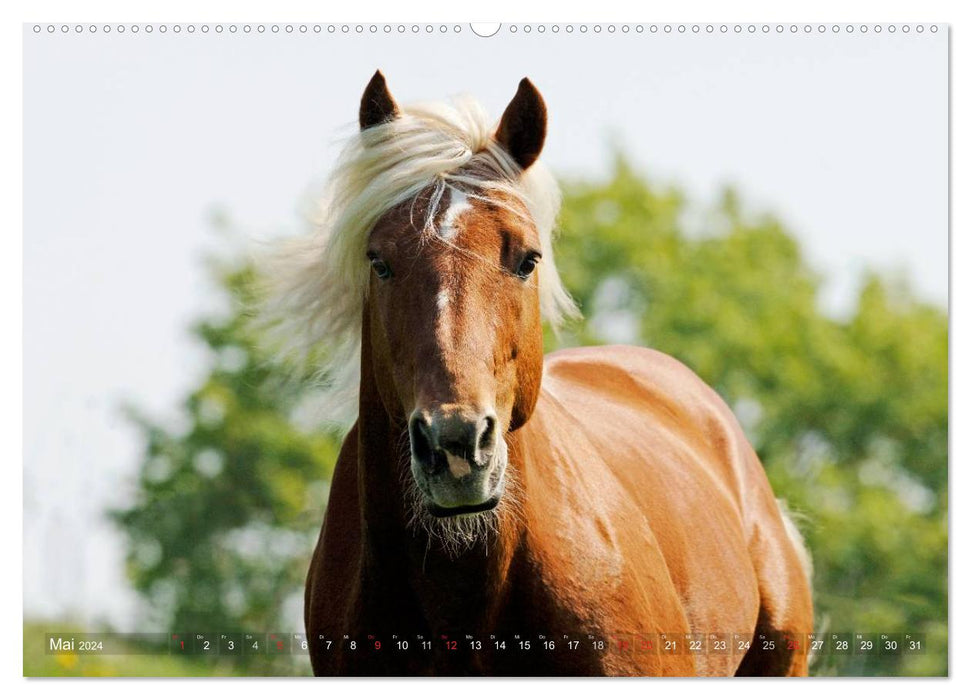 Haflinger Schönheiten (CALVENDO Wandkalender 2024)