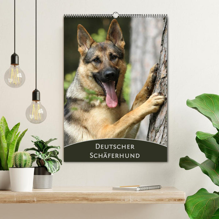 Deutscher Schäferhund (CALVENDO Wandkalender 2024)