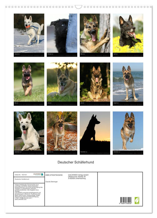 Deutscher Schäferhund (CALVENDO Wandkalender 2024)