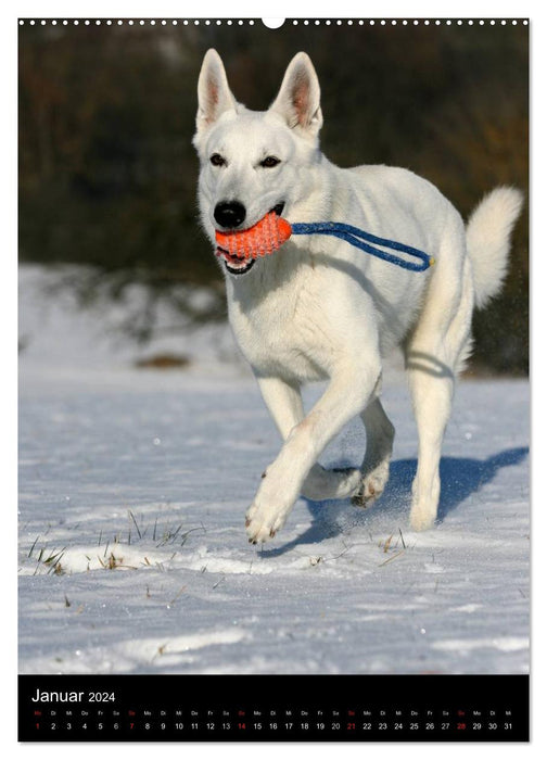 Deutscher Schäferhund (CALVENDO Wandkalender 2024)