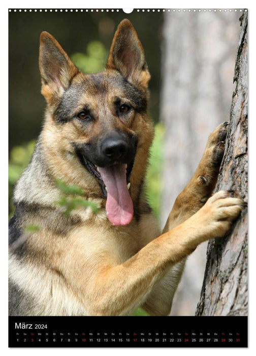 Deutscher Schäferhund (CALVENDO Wandkalender 2024)