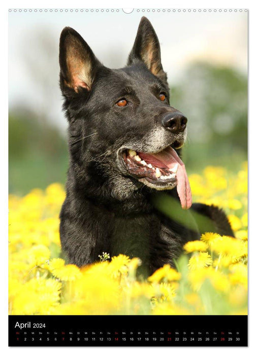 Chien de berger allemand (Calvendo mural CALVENDO 2024) 