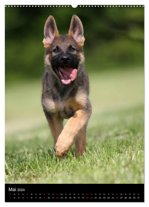 Deutscher Schäferhund (CALVENDO Wandkalender 2024)