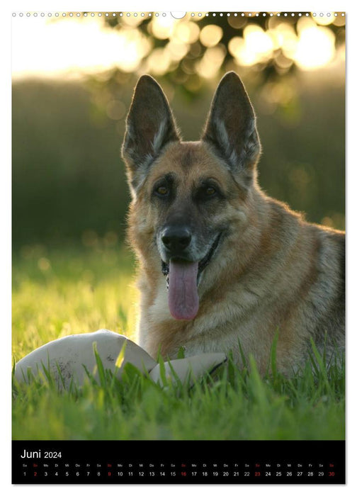 Chien de berger allemand (Calvendo mural CALVENDO 2024) 