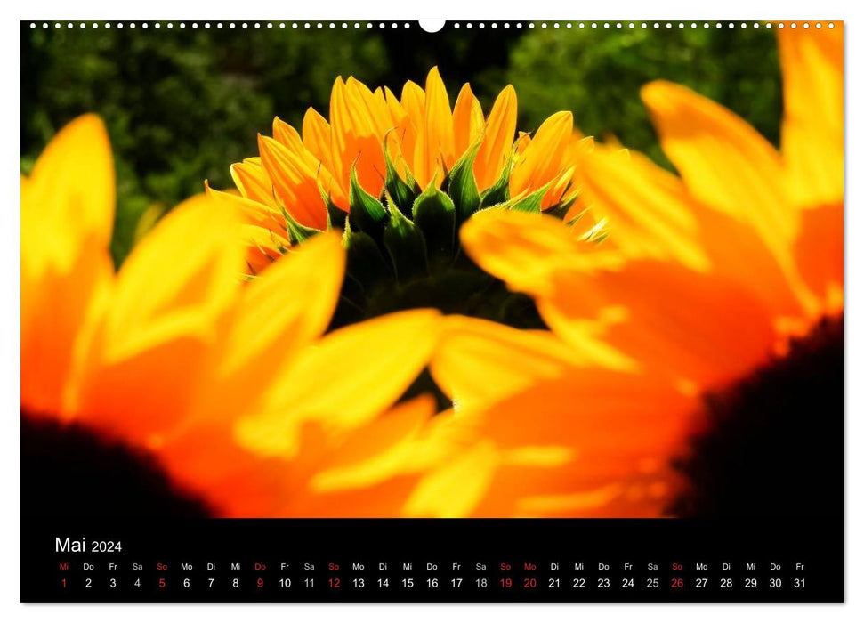 Sonnenblumen (CALVENDO Wandkalender 2024)