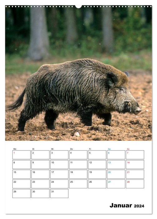 Schweine 2024 (CALVENDO Wandkalender 2024)