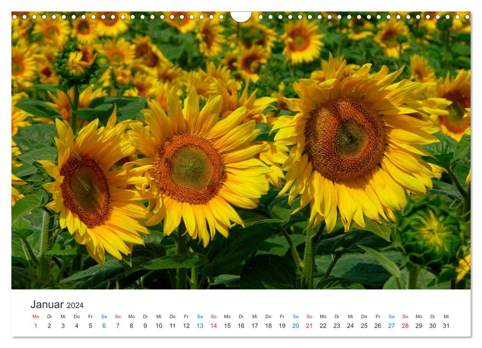 Tournesols 2024 (Calendrier mural CALVENDO 2024) 