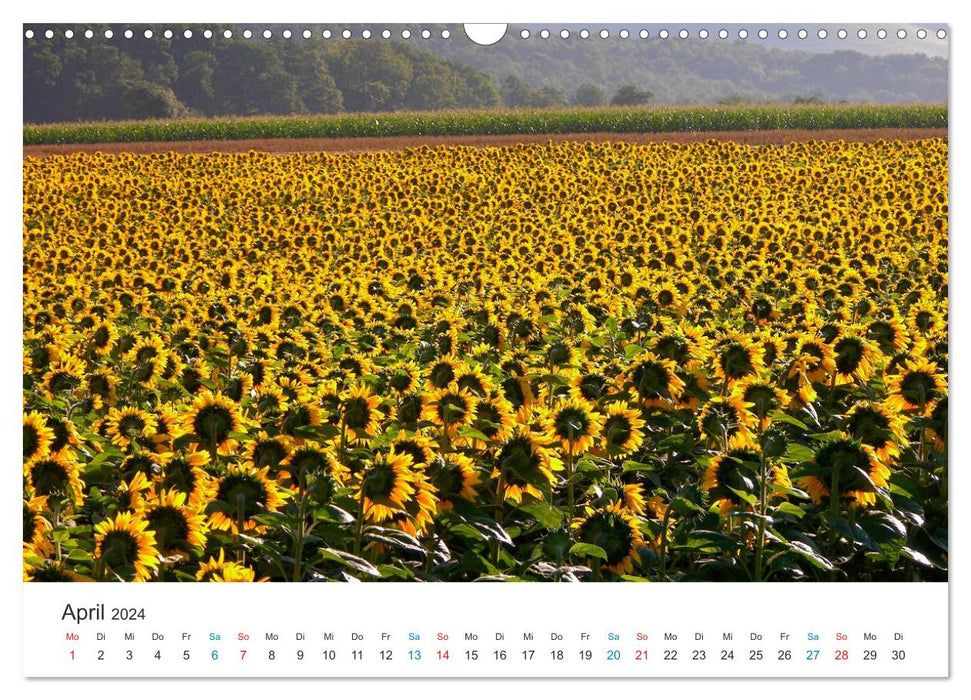 Tournesols 2024 (Calendrier mural CALVENDO 2024) 