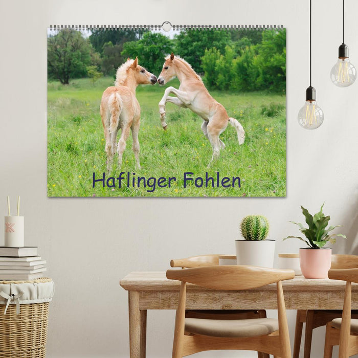 Haflinger Fohlen (CALVENDO Wandkalender 2024)