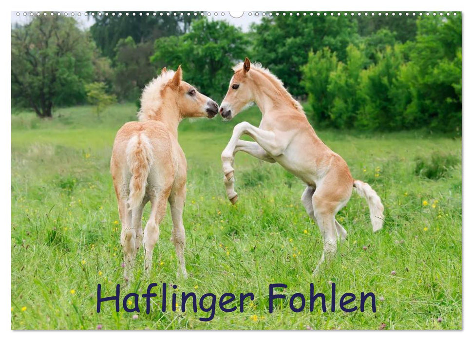 Haflinger Fohlen (CALVENDO Wandkalender 2024)