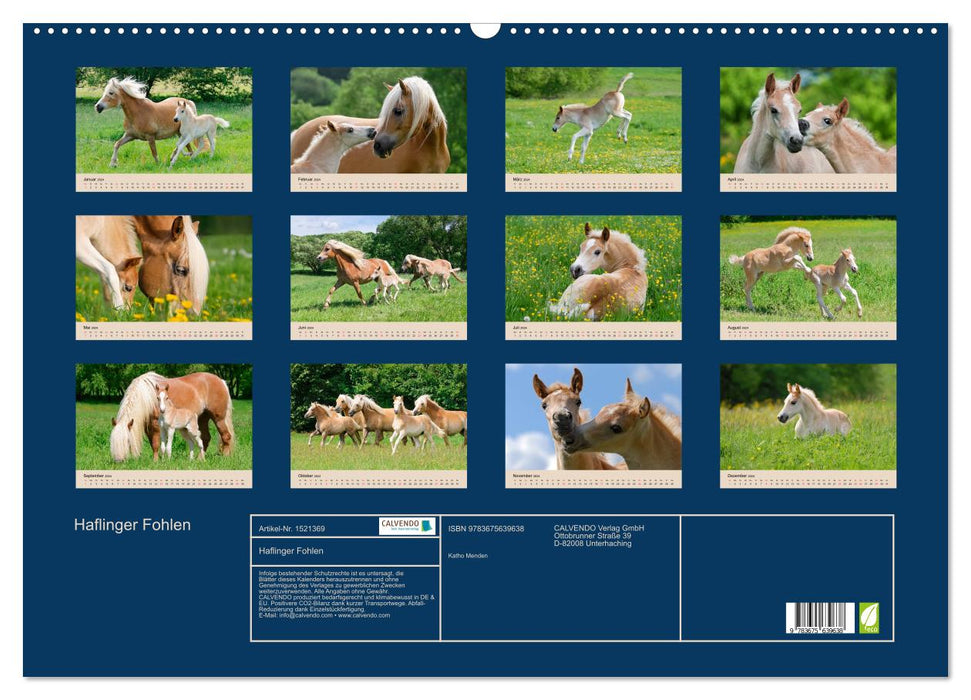 Haflinger Fohlen (CALVENDO Wandkalender 2024)