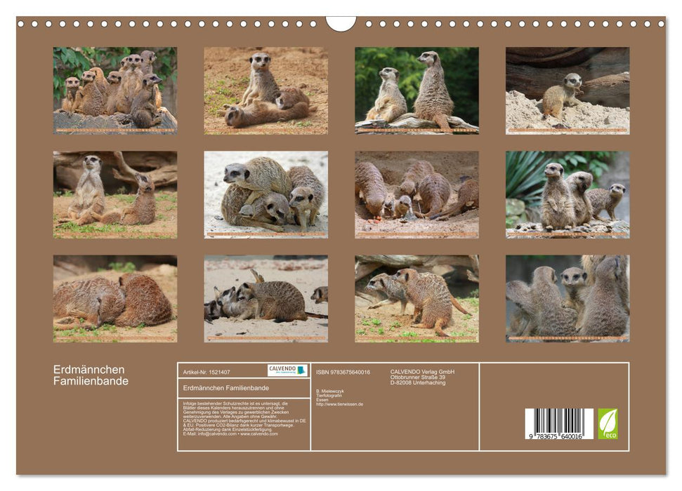 Erdmännchen Familienbande (CALVENDO Wandkalender 2024)