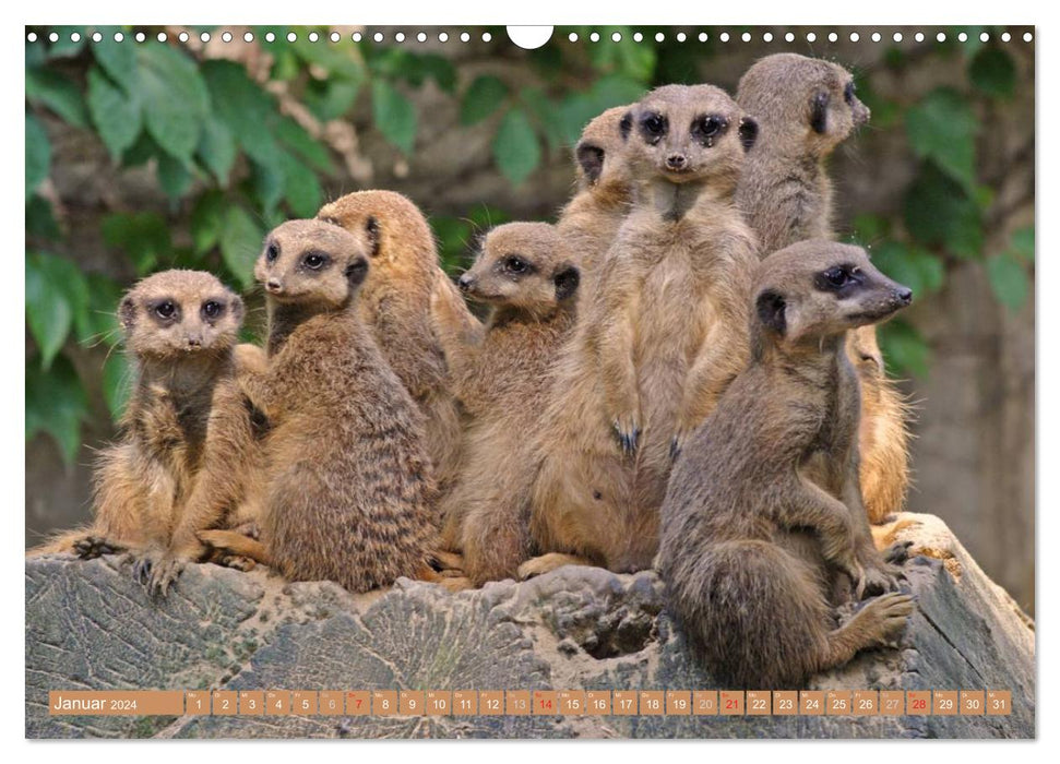 Erdmännchen Familienbande (CALVENDO Wandkalender 2024)