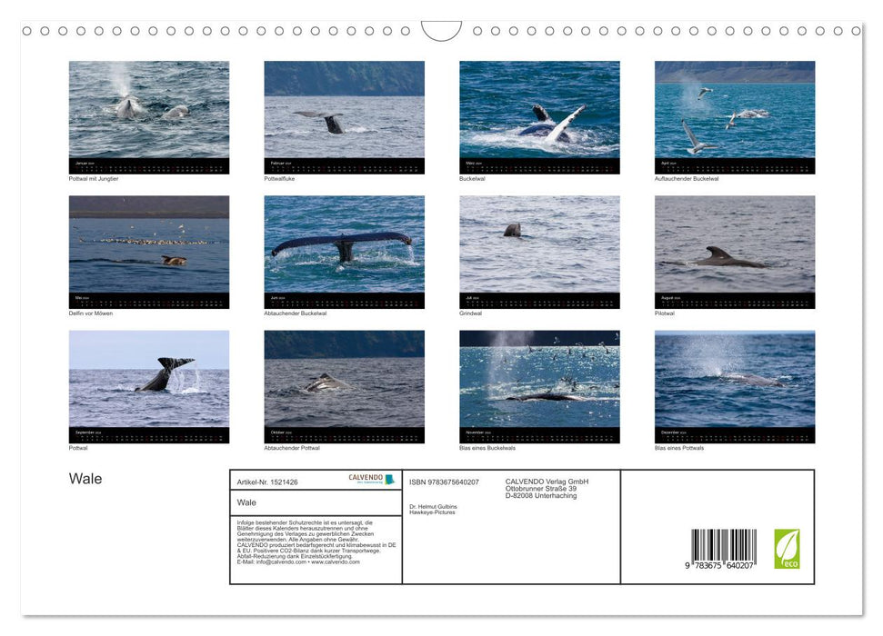 Wale (CALVENDO Wandkalender 2024)