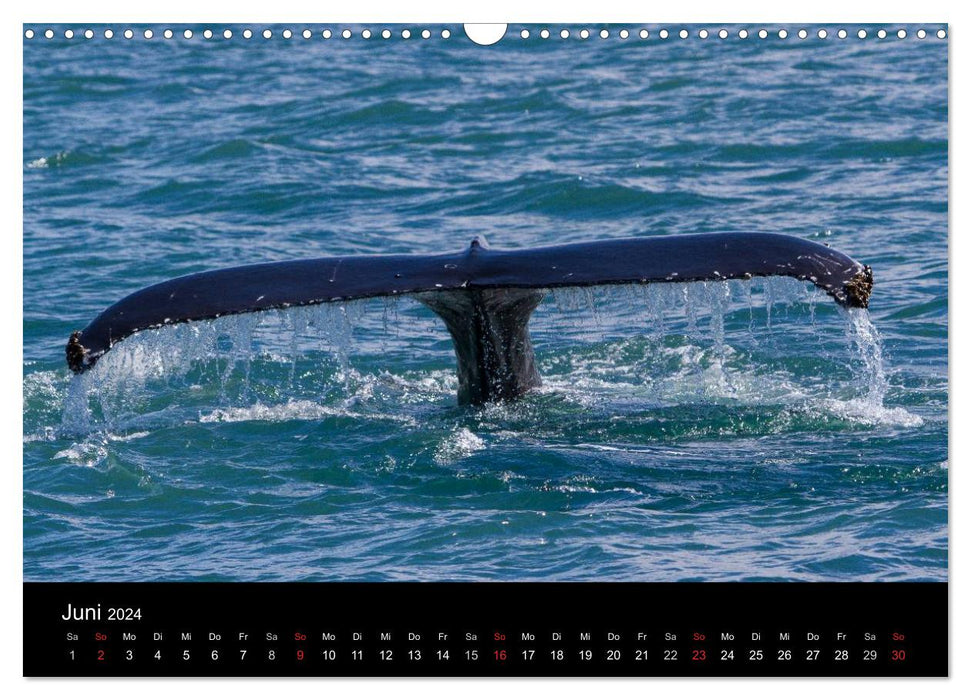 Wale (CALVENDO Wandkalender 2024)
