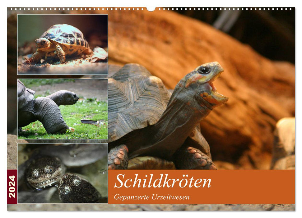 Schildkröten - Gepanzerte Urzeitwesen (CALVENDO Wandkalender 2024)