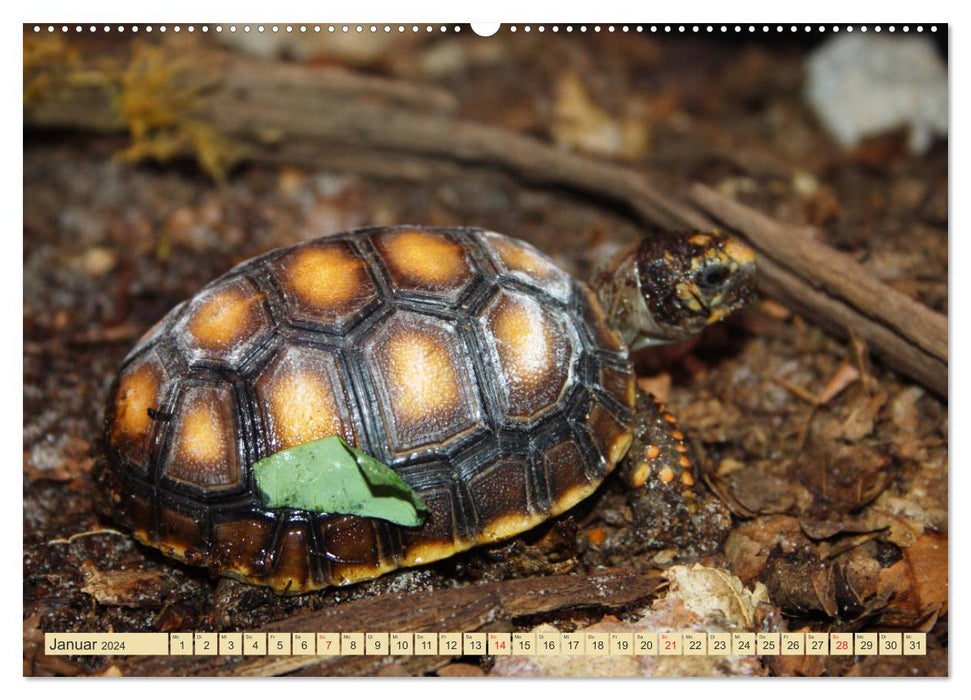 Schildkröten - Gepanzerte Urzeitwesen (CALVENDO Wandkalender 2024)