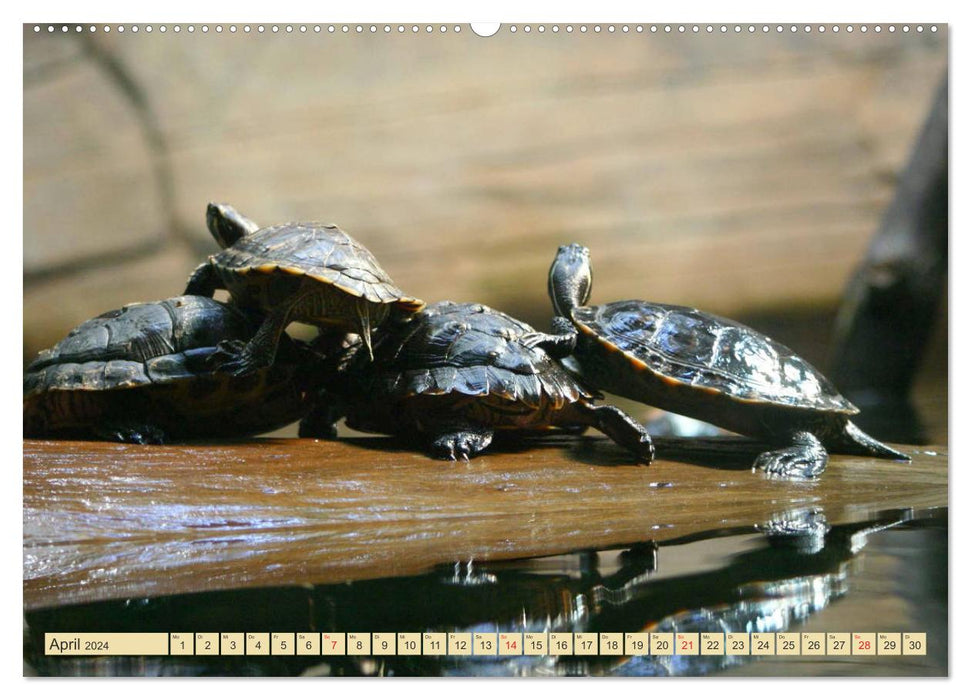 Schildkröten - Gepanzerte Urzeitwesen (CALVENDO Wandkalender 2024)