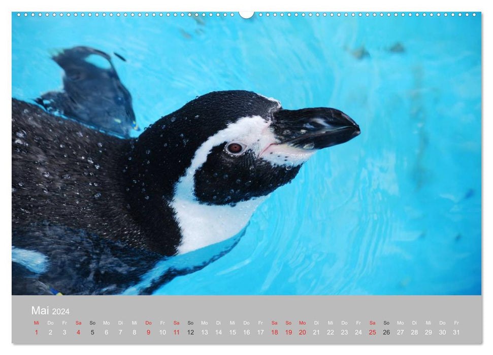 Pinguine 2024 (CALVENDO Wandkalender 2024)