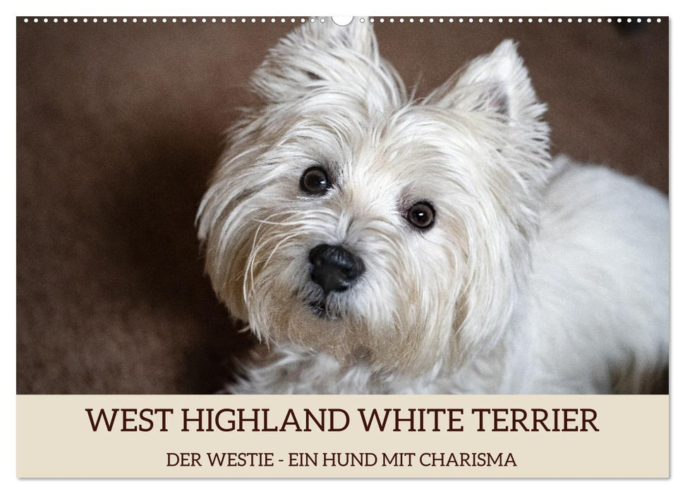 WEST HIGHLAND WHITE TERRIER - DER WESTIE - EIN HUND MIT CHARISMA (CALVENDO Wandkalender 2024)