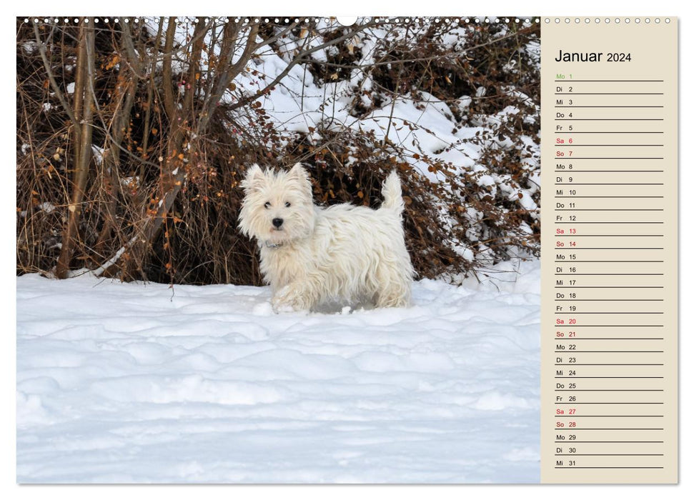 WEST HIGHLAND WHITE TERRIER - DER WESTIE - EIN HUND MIT CHARISMA (CALVENDO Wandkalender 2024)