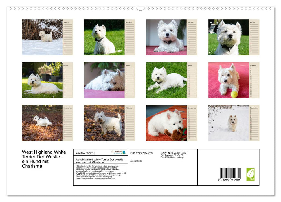 WEST HIGHLAND WHITE TERRIER – LE WESTIE – UN CHIEN AVEC CHARISME (Calendrier mural CALVENDO Premium 2024) 