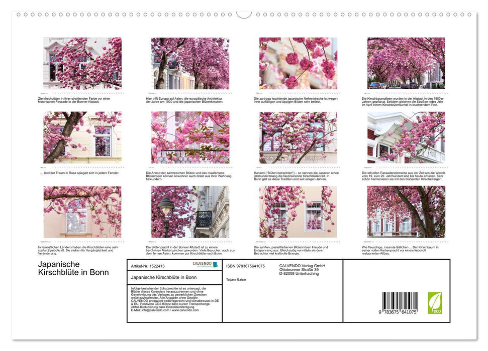 Fleurs de cerisier japonais à Bonn (Calendrier mural CALVENDO Premium 2024) 