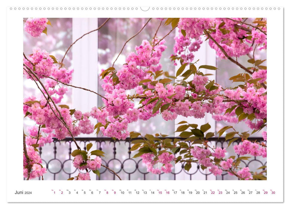 Japanische Kirschblüte in Bonn (CALVENDO Premium Wandkalender 2024)