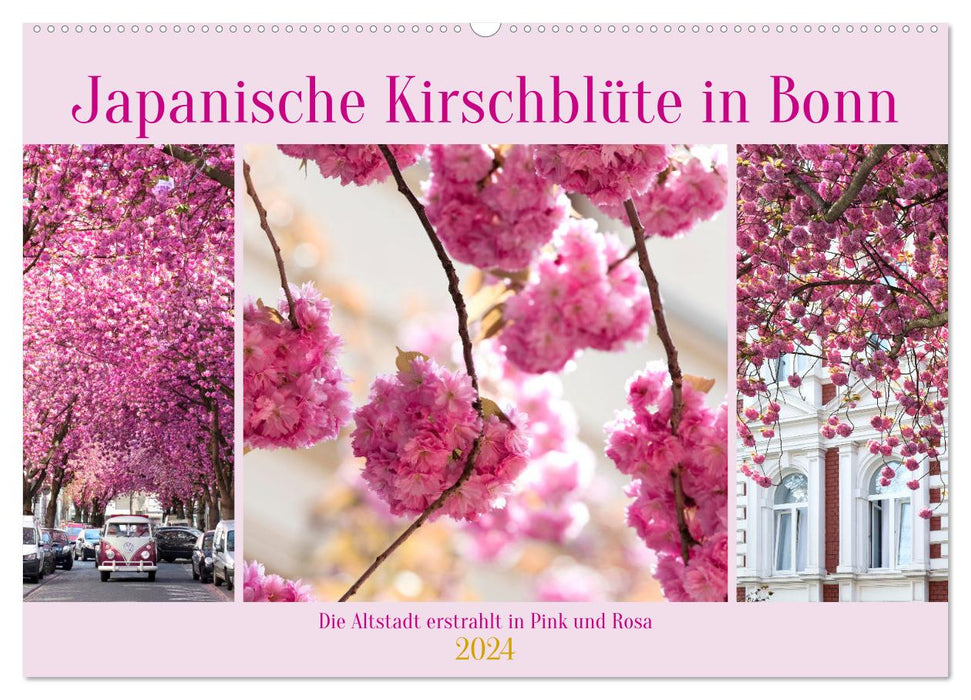 Japanische Kirschblüte in Bonn (CALVENDO Wandkalender 2024)