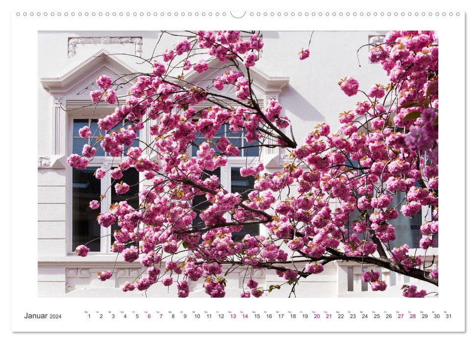 Fleurs de cerisier japonais à Bonn (calendrier mural CALVENDO 2024) 