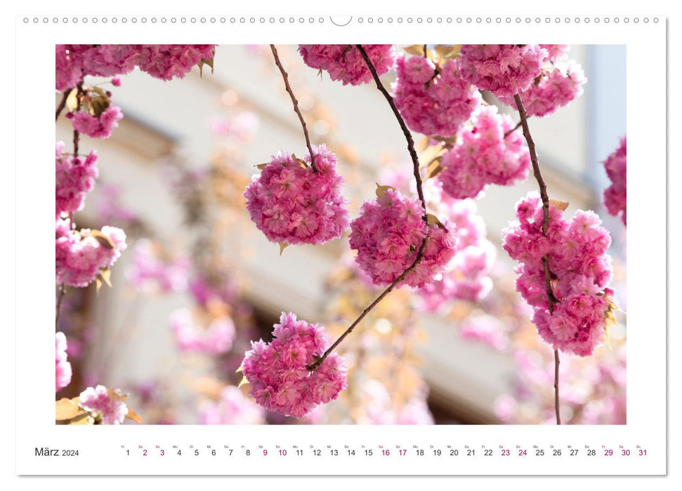 Fleurs de cerisier japonais à Bonn (calendrier mural CALVENDO 2024) 