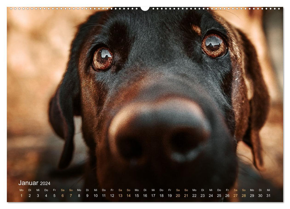 Verzauberung Labrador Retriever 2024 (CALVENDO Premium Wandkalender 2024)