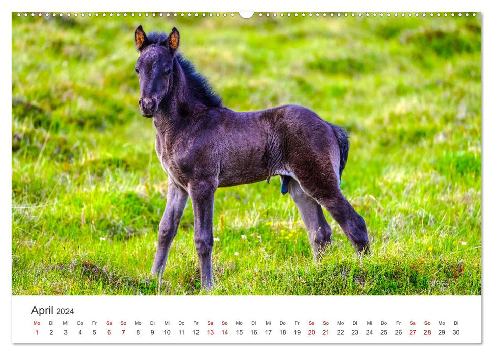 Freiheitsliebende Wildpferde (CALVENDO Premium Wandkalender 2024)