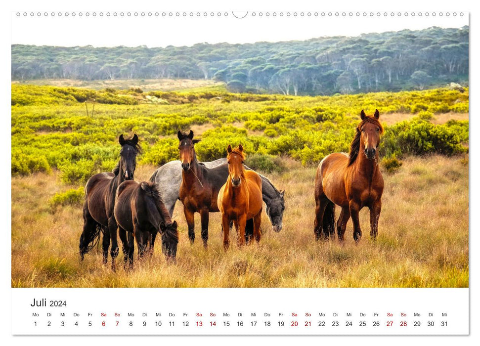 Freiheitsliebende Wildpferde (CALVENDO Premium Wandkalender 2024)