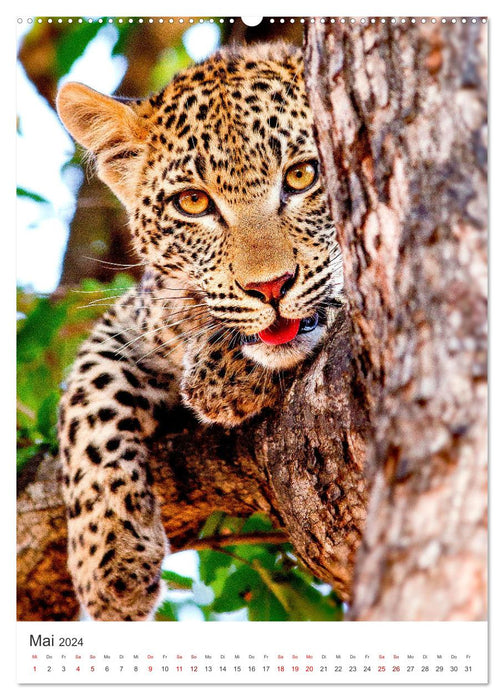 Leoparden - Die Beute im Visier. (CALVENDO Premium Wandkalender 2024)