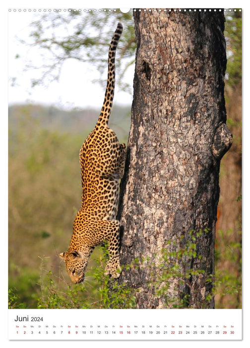 Leoparden - Die Beute im Visier. (CALVENDO Premium Wandkalender 2024)