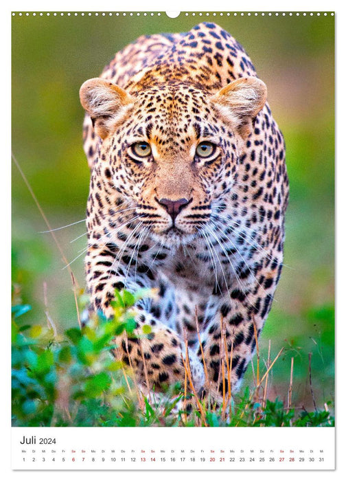 Leoparden - Die Beute im Visier. (CALVENDO Premium Wandkalender 2024)