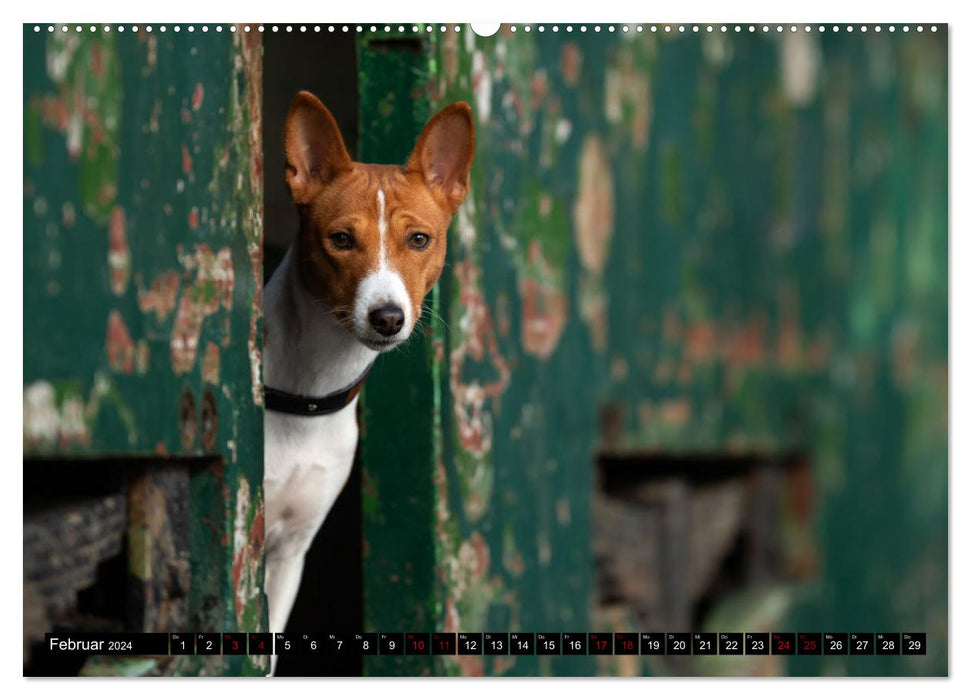 Lovable Basenjis (Calvendo Premium Calendrier mural 2024) 