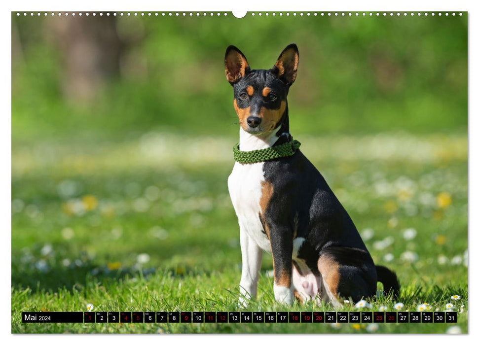 Liebenswerte Basenjis (CALVENDO Premium Wandkalender 2024)