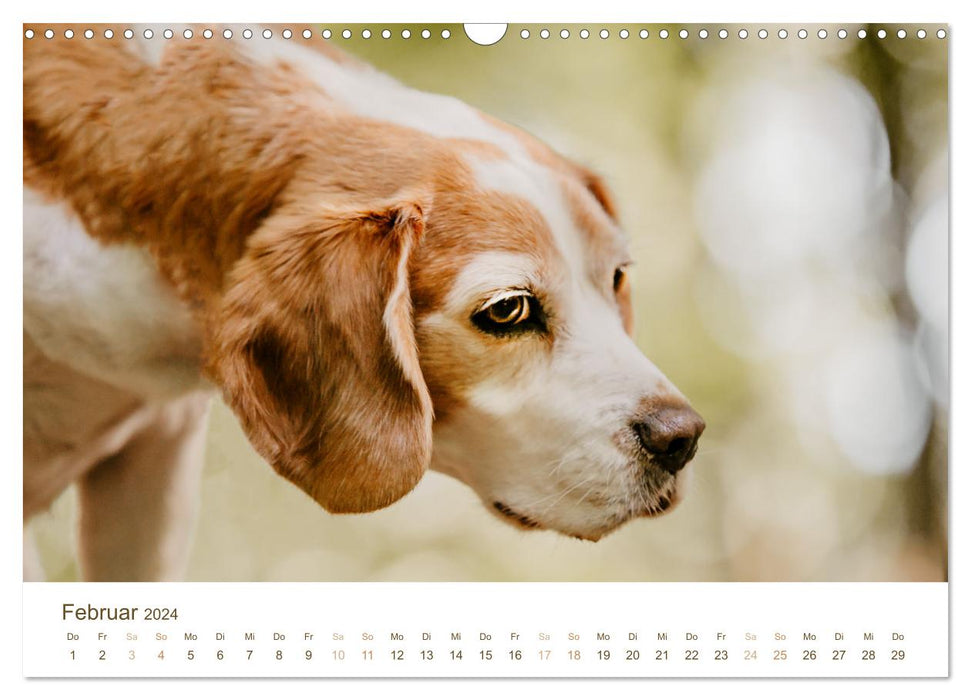 Beagle - Unser treuer Begleiter (CALVENDO Wandkalender 2024)