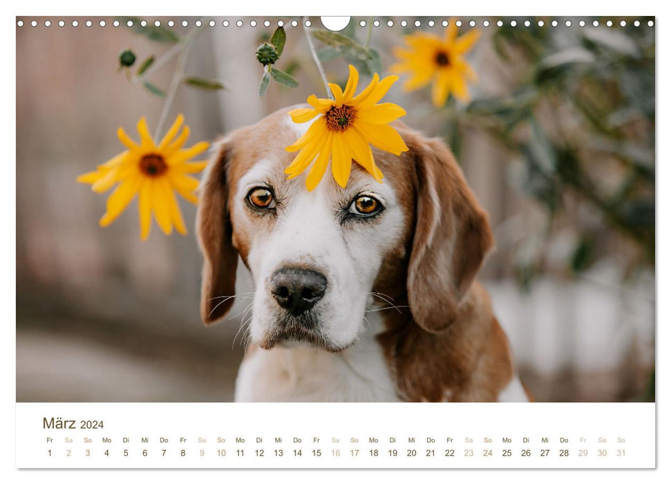 Beagle - Unser treuer Begleiter (CALVENDO Wandkalender 2024)